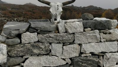 a bull skull on top of a pile of rocks